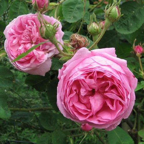 Gärtnerei - Rosa Typ Kassel - rosa - zentifolien - stark duftend - - - Nach der ersten Blütezeit blühen ihre süßlich duftenden Blüten mit Zitronenaroma bis zum Ende der Saison sporadisch wieder.